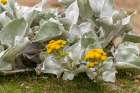 Falkland Islands, New Island. Plant with blooming yellow flowers. Art Print